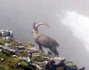 I took this picture in the mountains above Gadmen