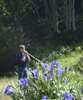 Alphorn with Enzian Flowers
